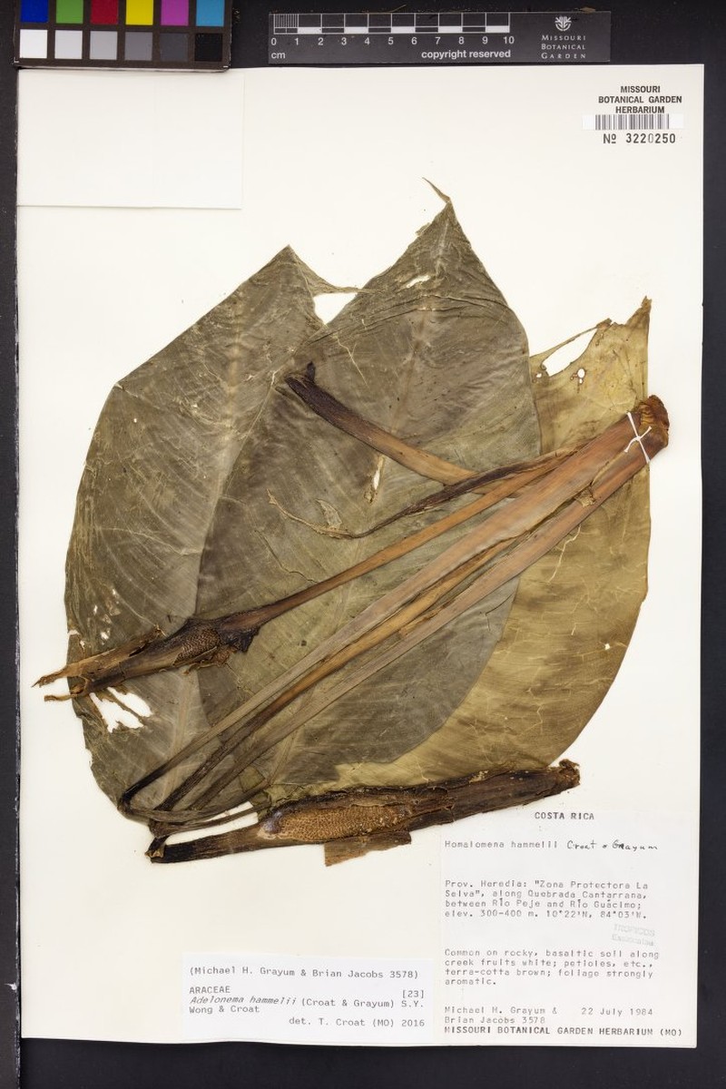 Adelonema hammelii photo 3