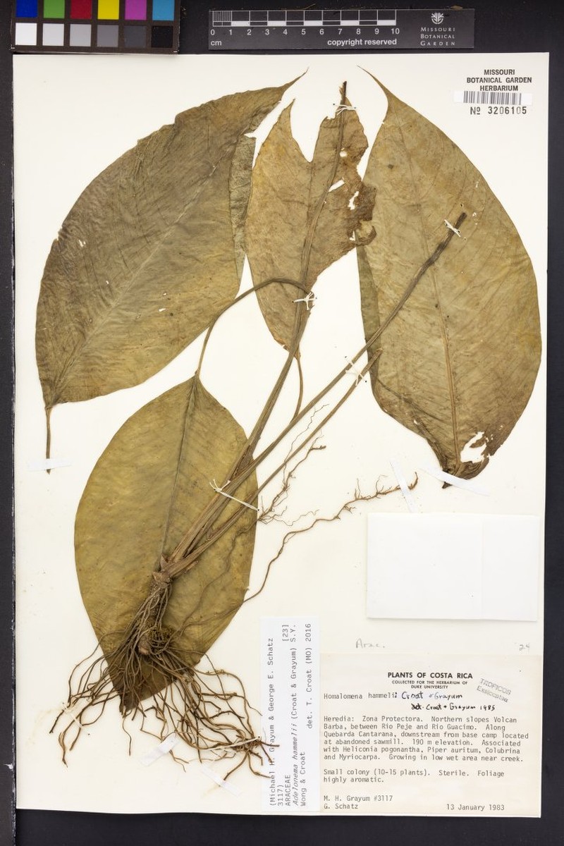 Adelonema hammelii photo 4