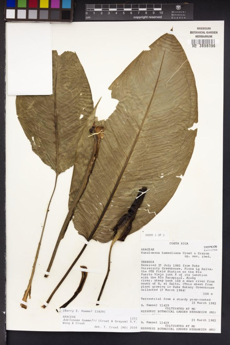Adelonema hammelii photo 5