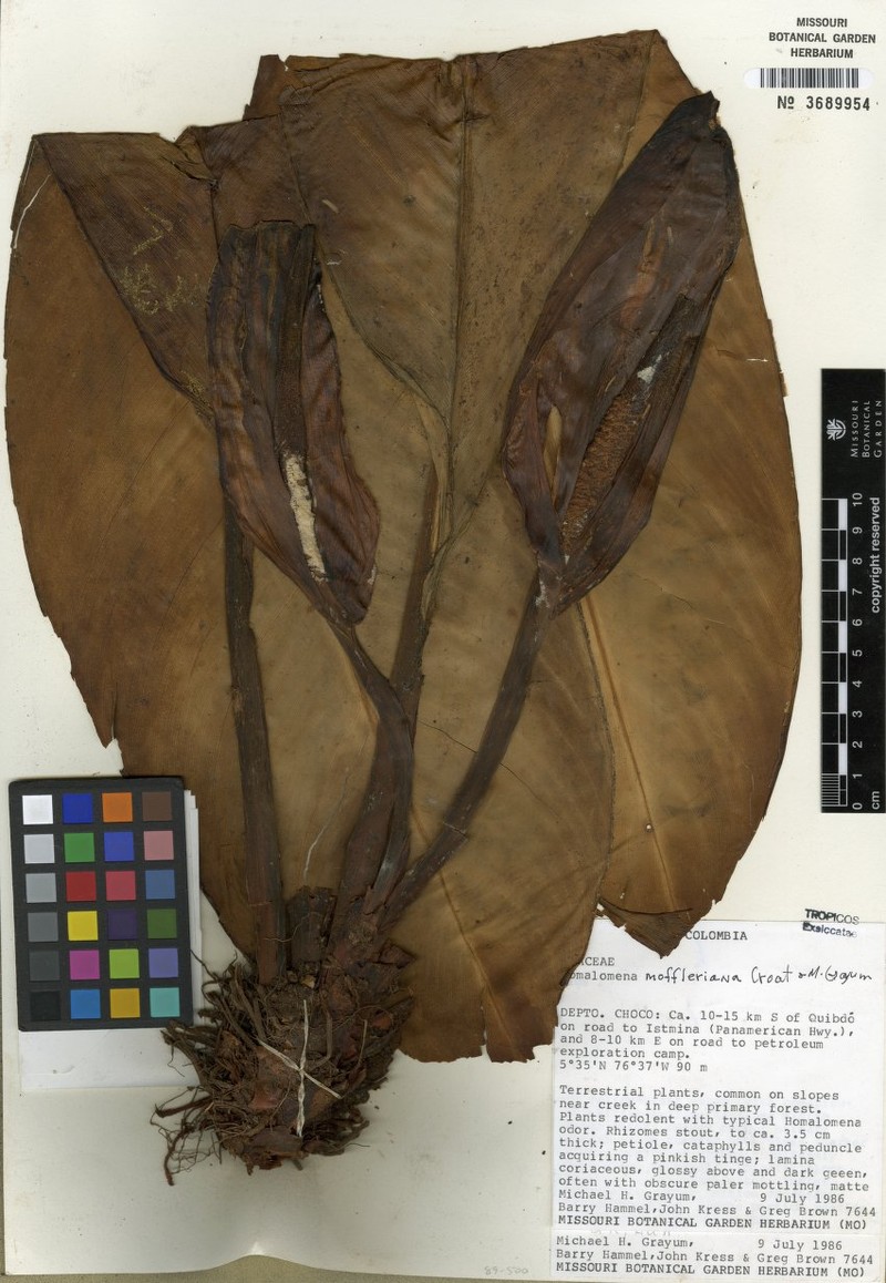 Adelonema mofflerianum