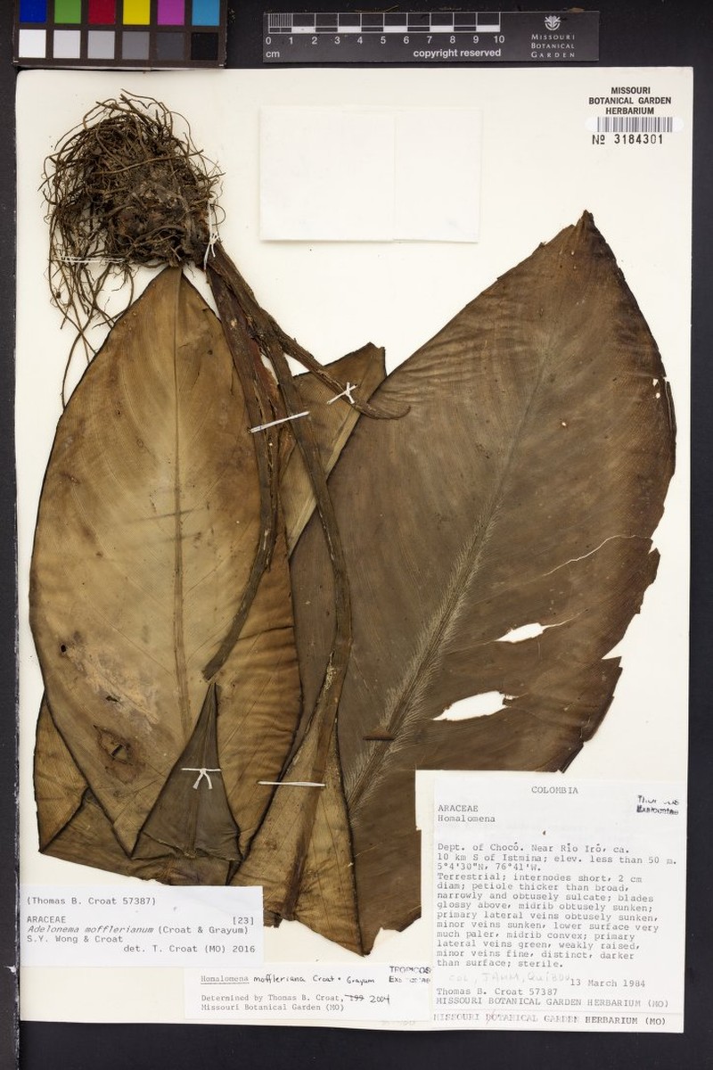 Adelonema mofflerianum photo 2
