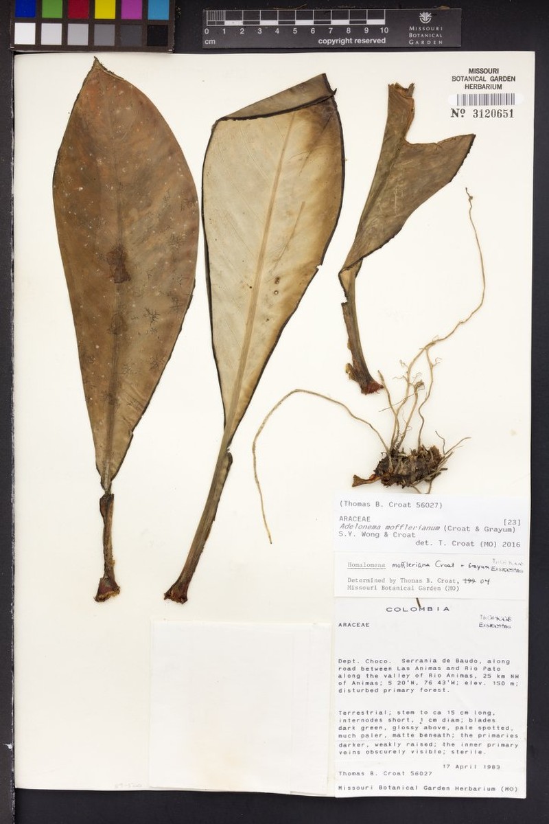 Adelonema mofflerianum photo 3