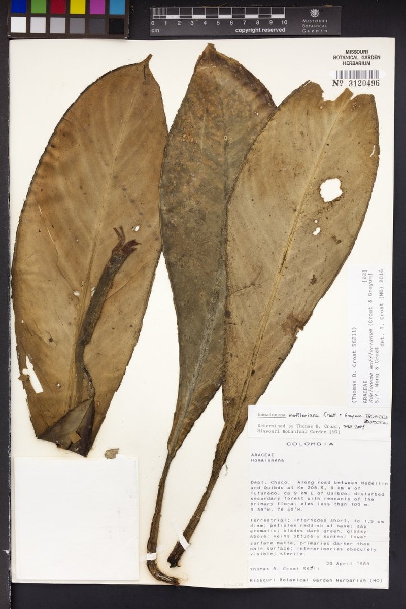 Adelonema mofflerianum photo 4