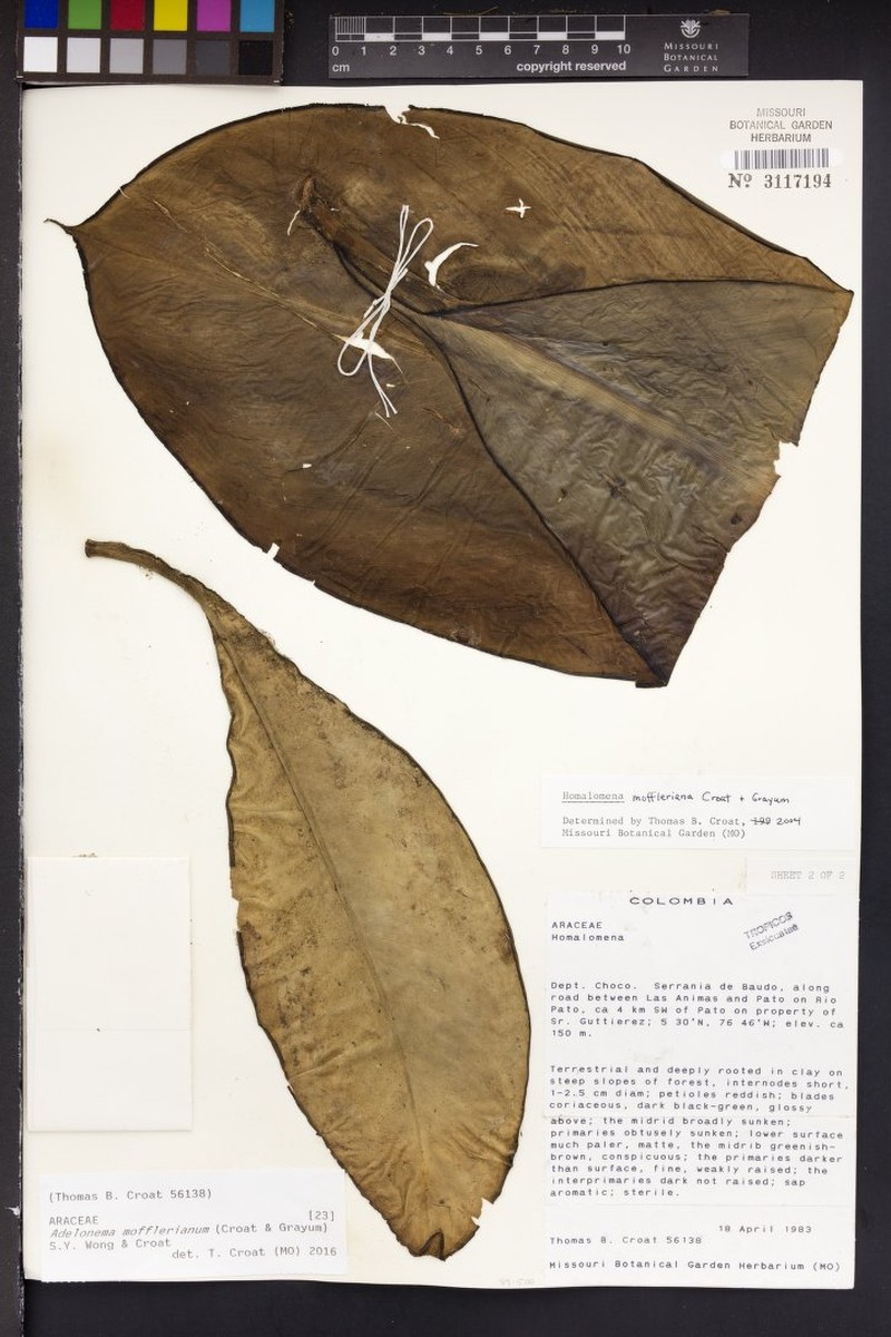 Adelonema mofflerianum photo 5