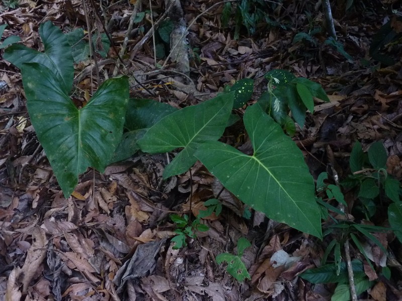 Adelonema orientale
