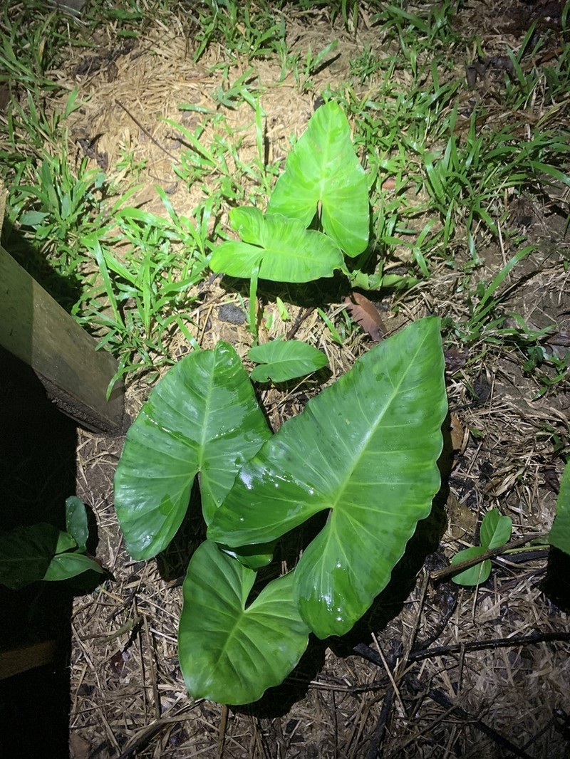 Adelonema orientale photo 2