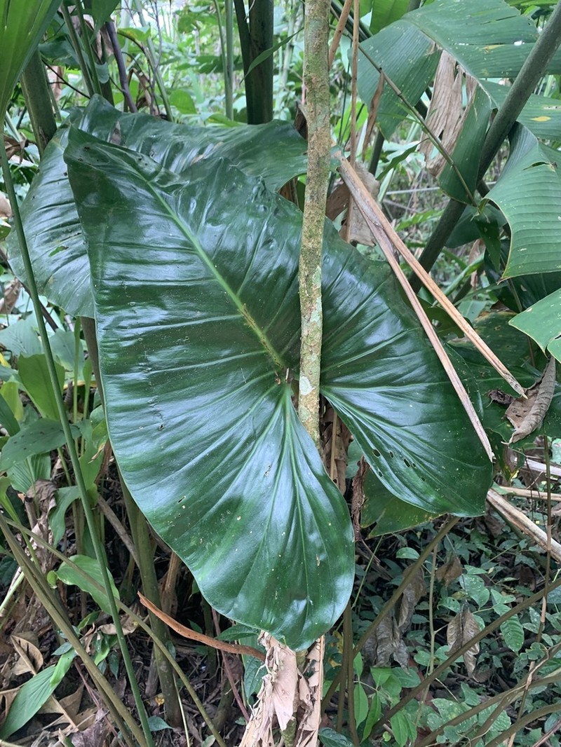 Adelonema orientale photo 4
