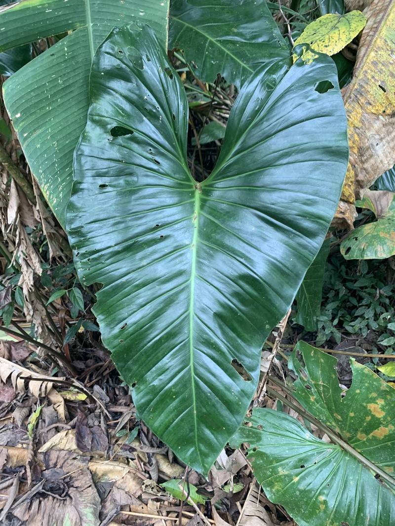 Adelonema orientale photo 6