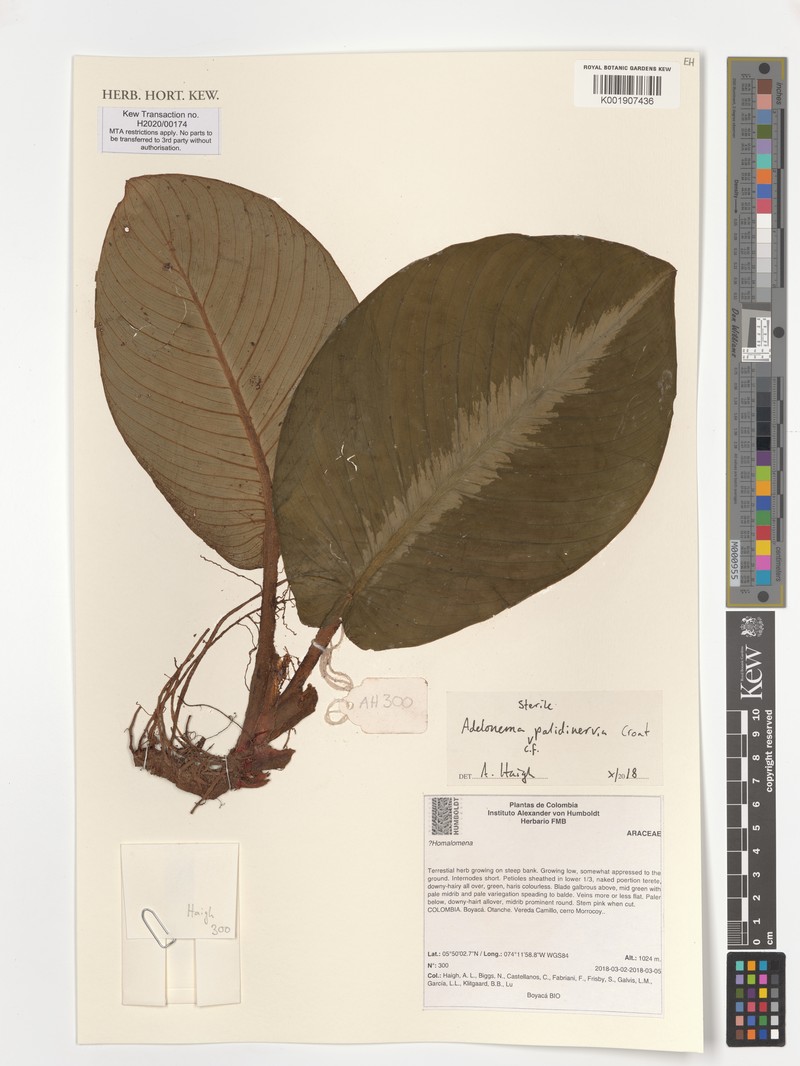 Adelonema pallidinervium
