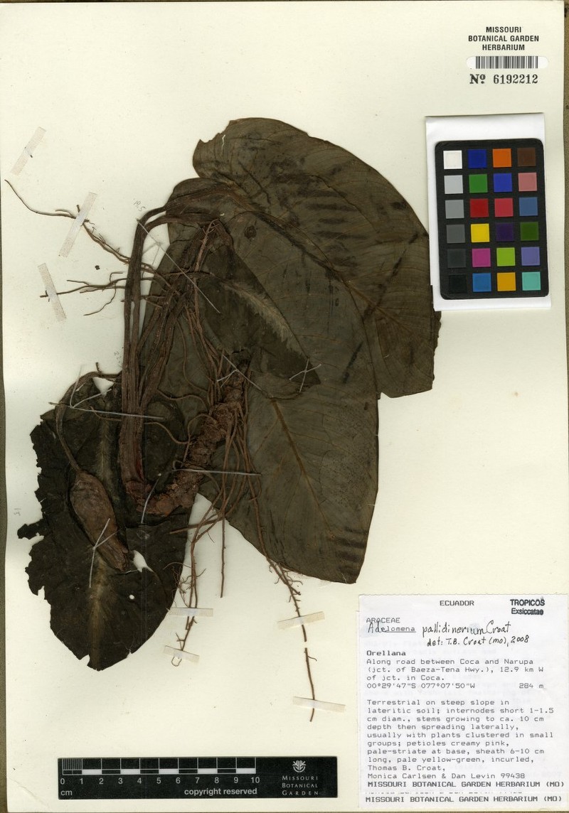 Adelonema pallidinervium photo 2