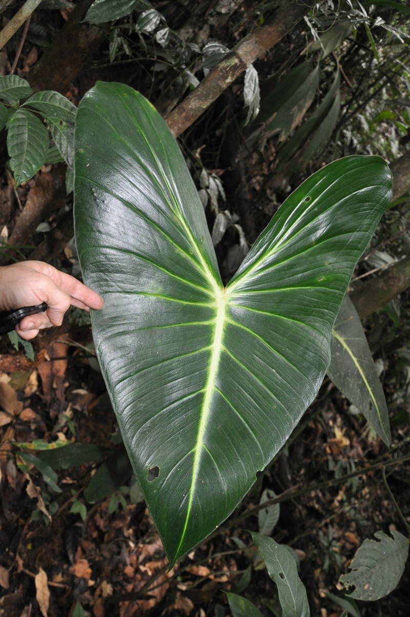 Adelonema panamense