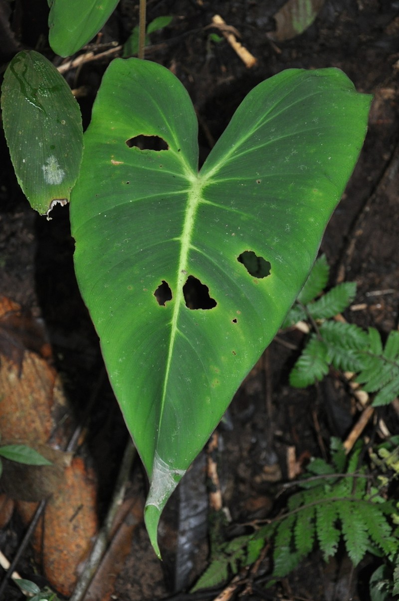 Adelonema panamense photo 2