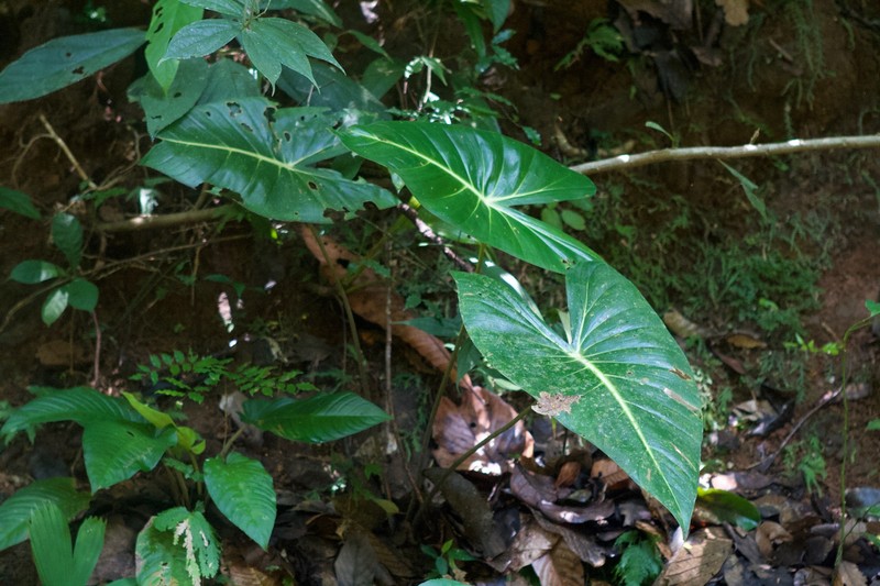 Adelonema panamense photo 6