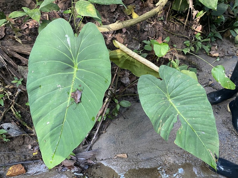 Adelonema peltatum