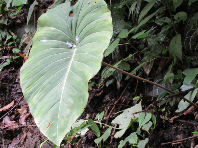 Adelonema peltatum photo 2
