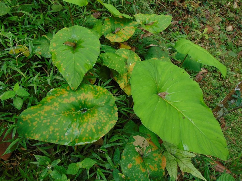 Adelonema peltatum photo 3
