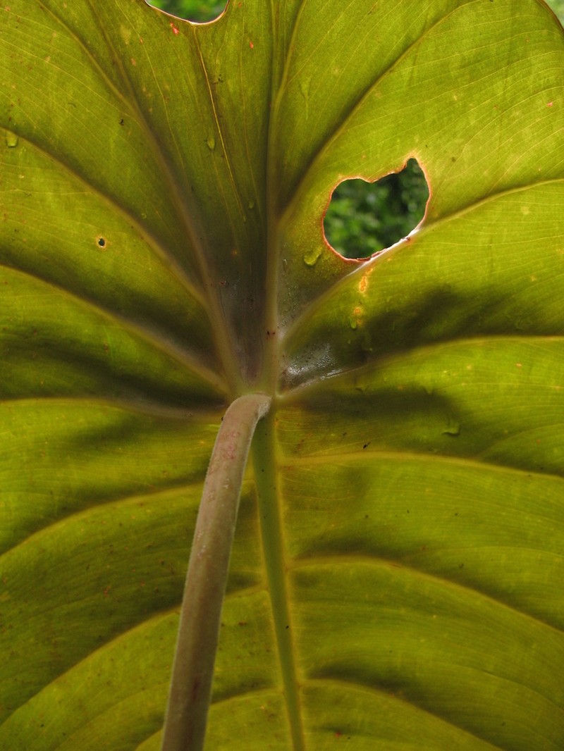 Adelonema peltatum photo 4