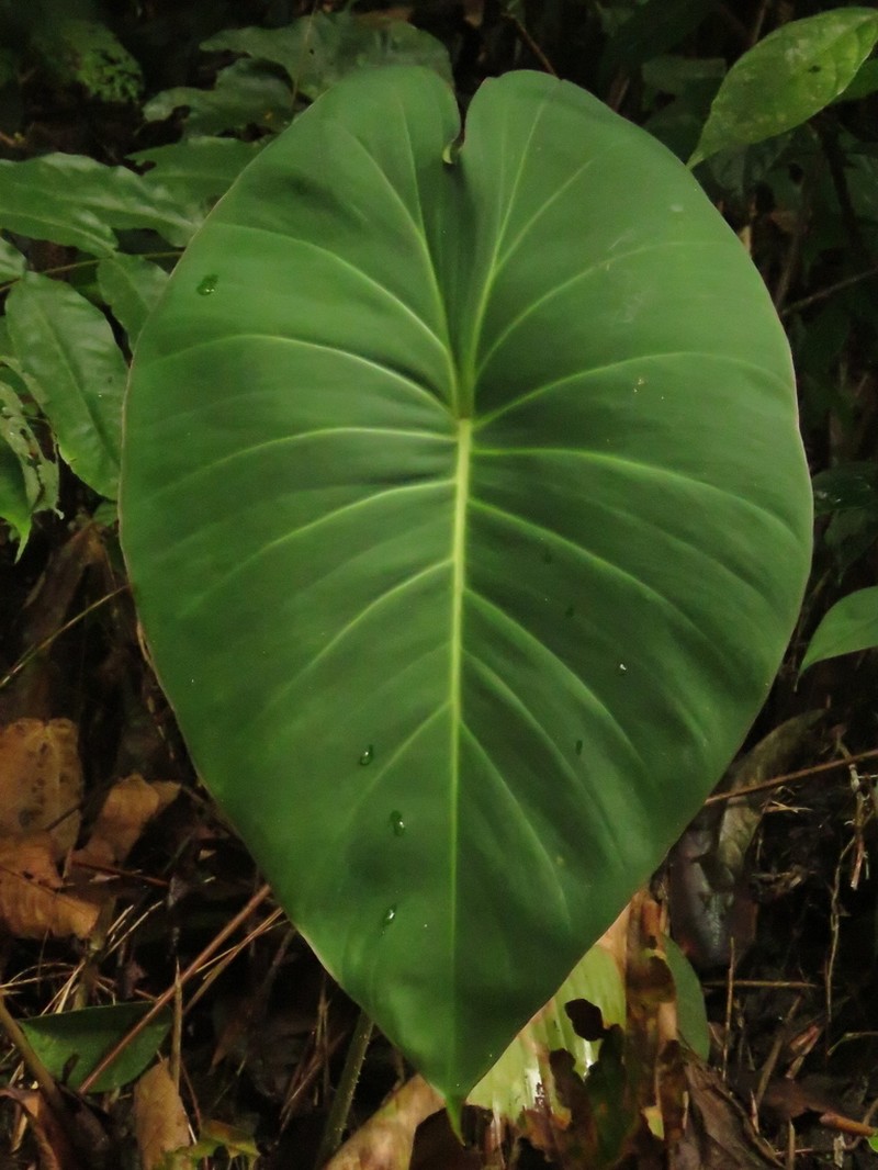 Adelonema peltatum photo 6