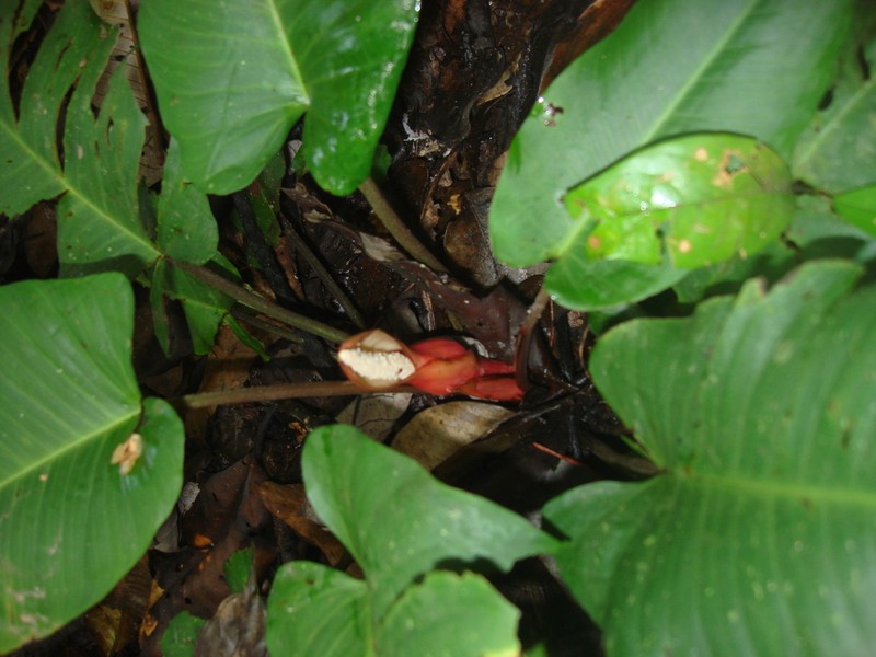 Adelonema picturatum