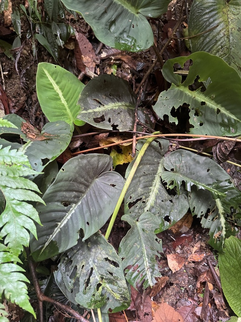 Adelonema picturatum photo 2
