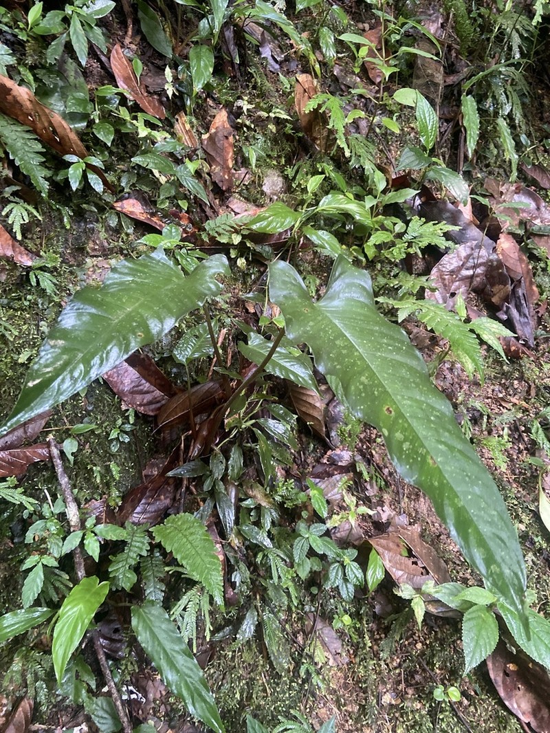 Adelonema picturatum photo 3