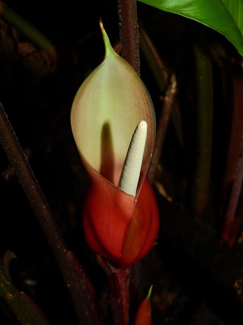 Adelonema picturatum photo 4