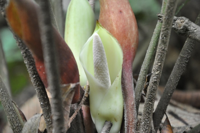 Adelonema picturatum photo 5