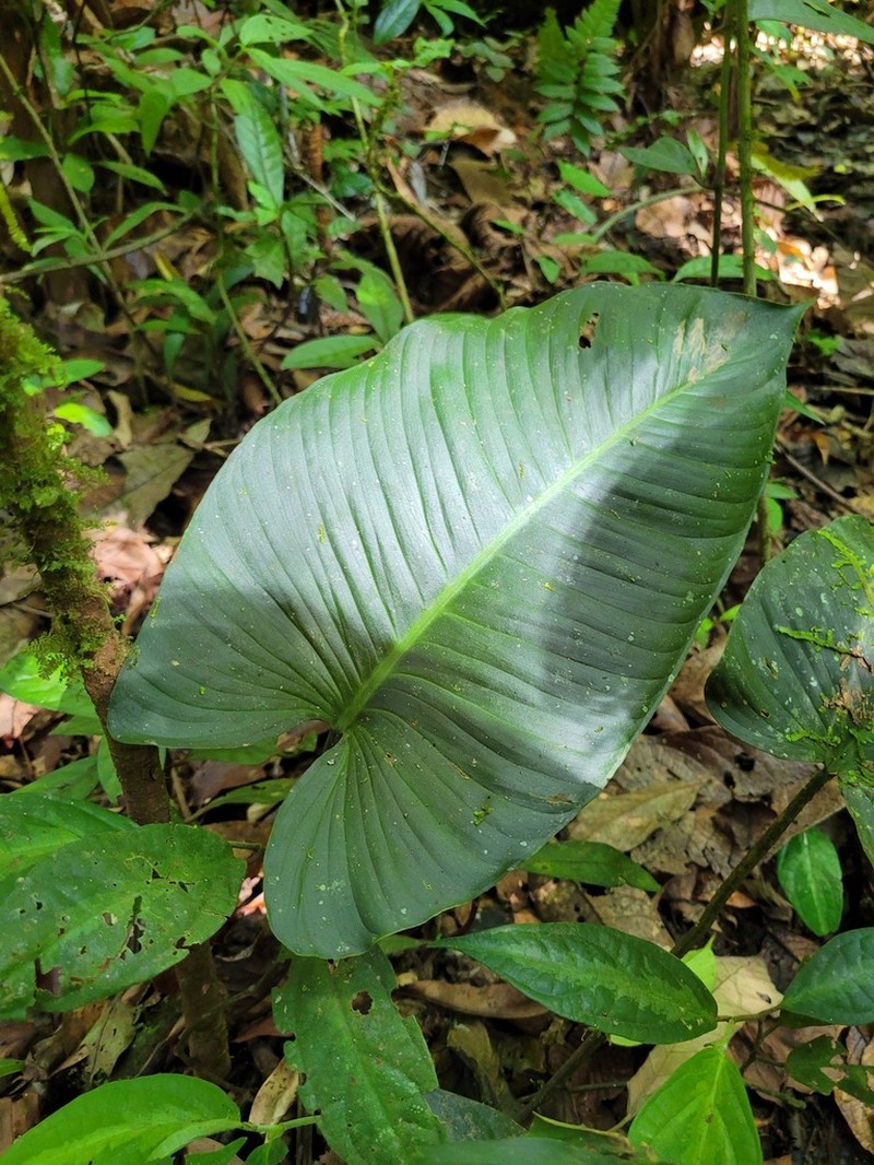 Adelonema picturatum photo 6