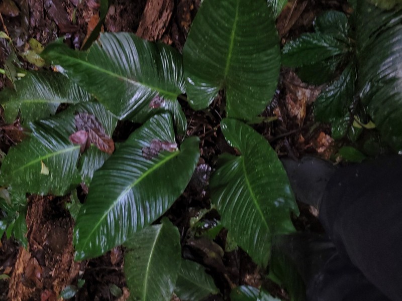 Adelonema picturatum photo 7