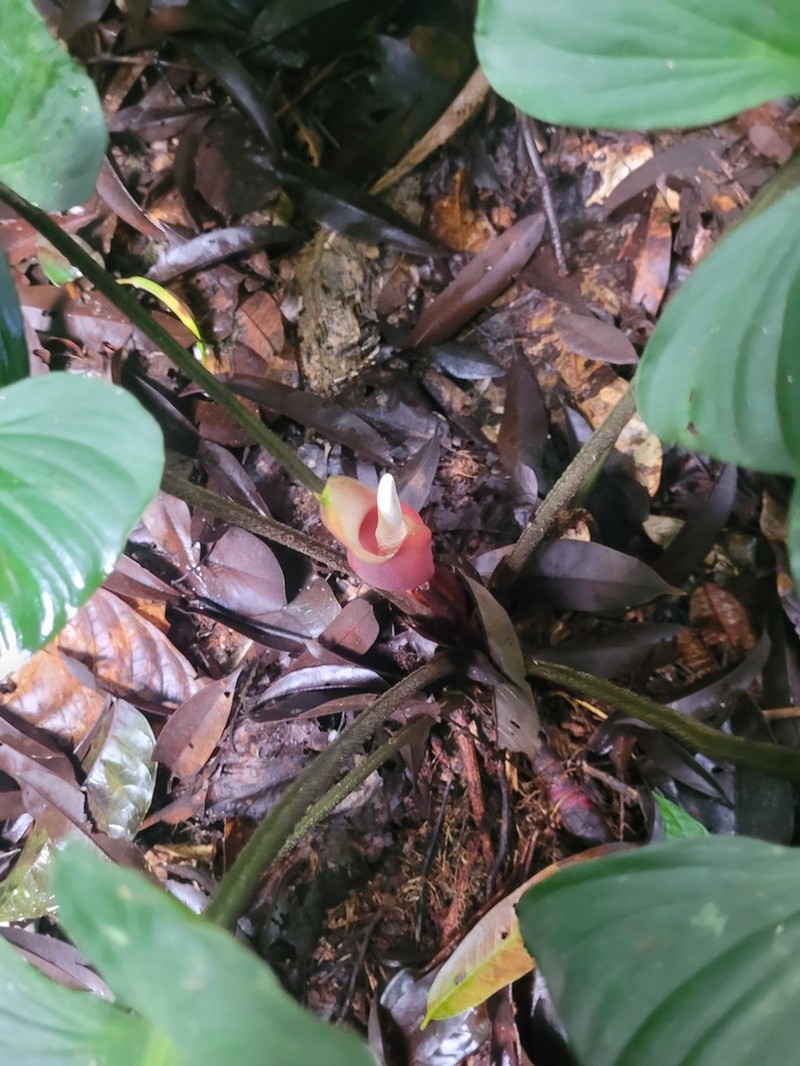 Adelonema picturatum photo 8