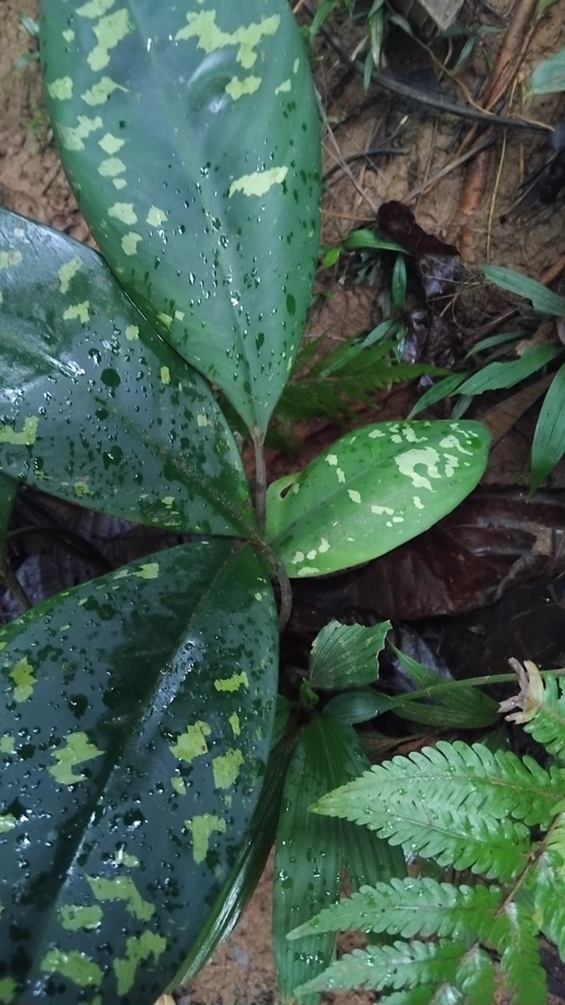 Adelonema speariae photo 2