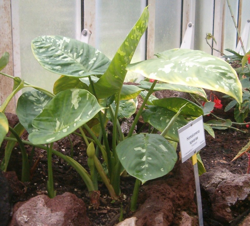 Adelonema speariae