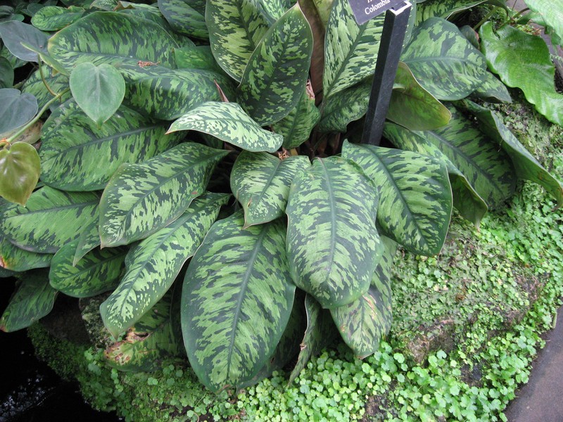 Adelonema wallisii