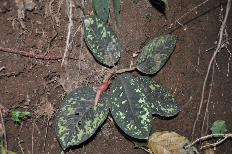 Adelonema wallisii photo 3