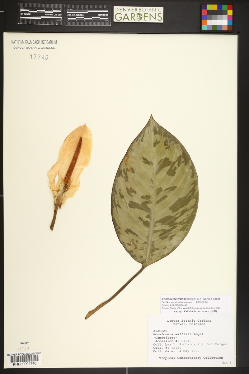 Adelonema wallisii photo 4
