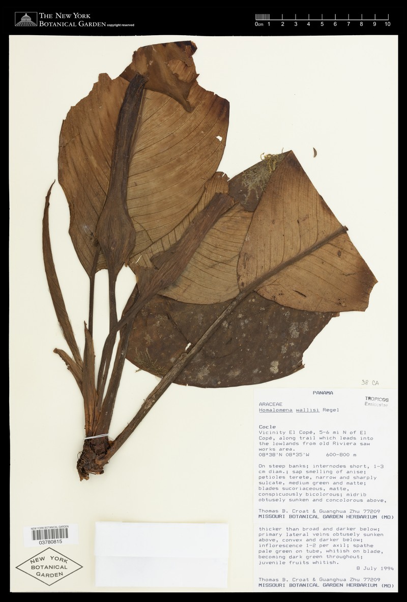 Adelonema wallisii photo 5