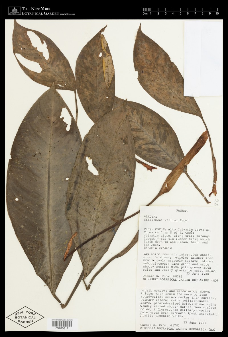 Adelonema wallisii photo 6