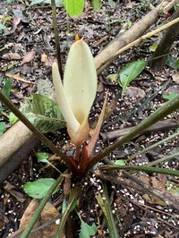 Adelonema wendlandii