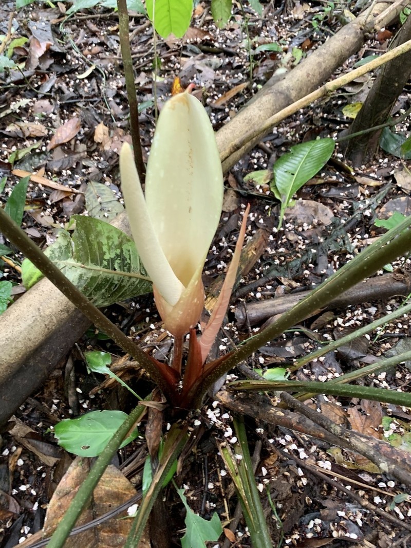 Adelonema wendlandii