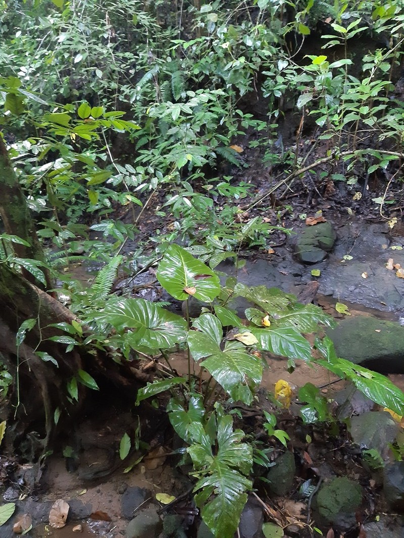 Adelonema wendlandii photo 2