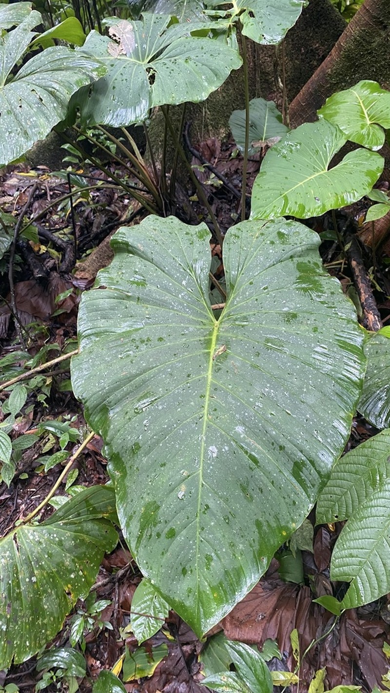 Adelonema wendlandii photo 3