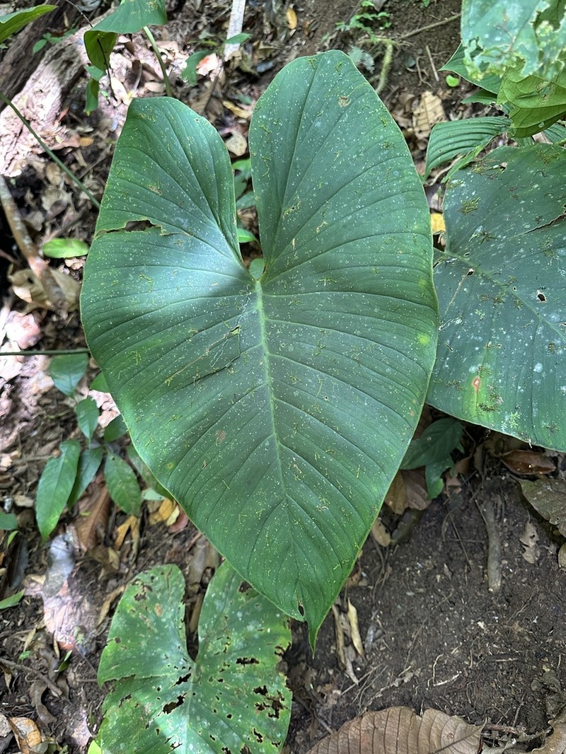 Adelonema wendlandii photo 4