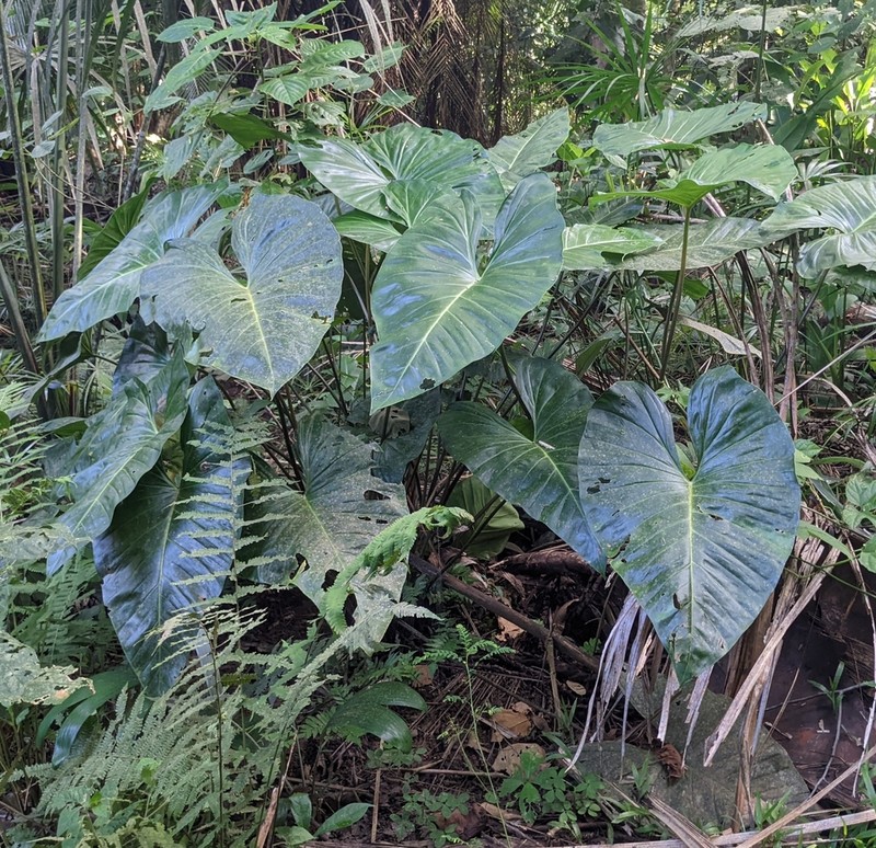 Adelonema wendlandii photo 5