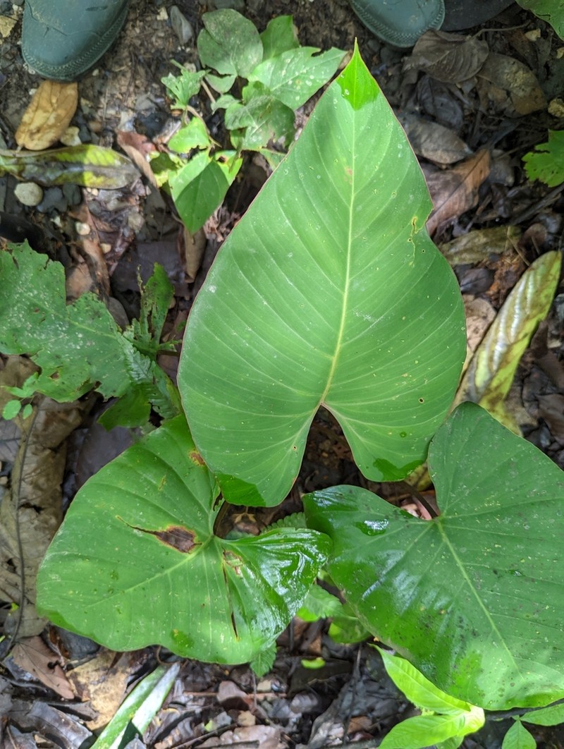 Adelonema wendlandii photo 8