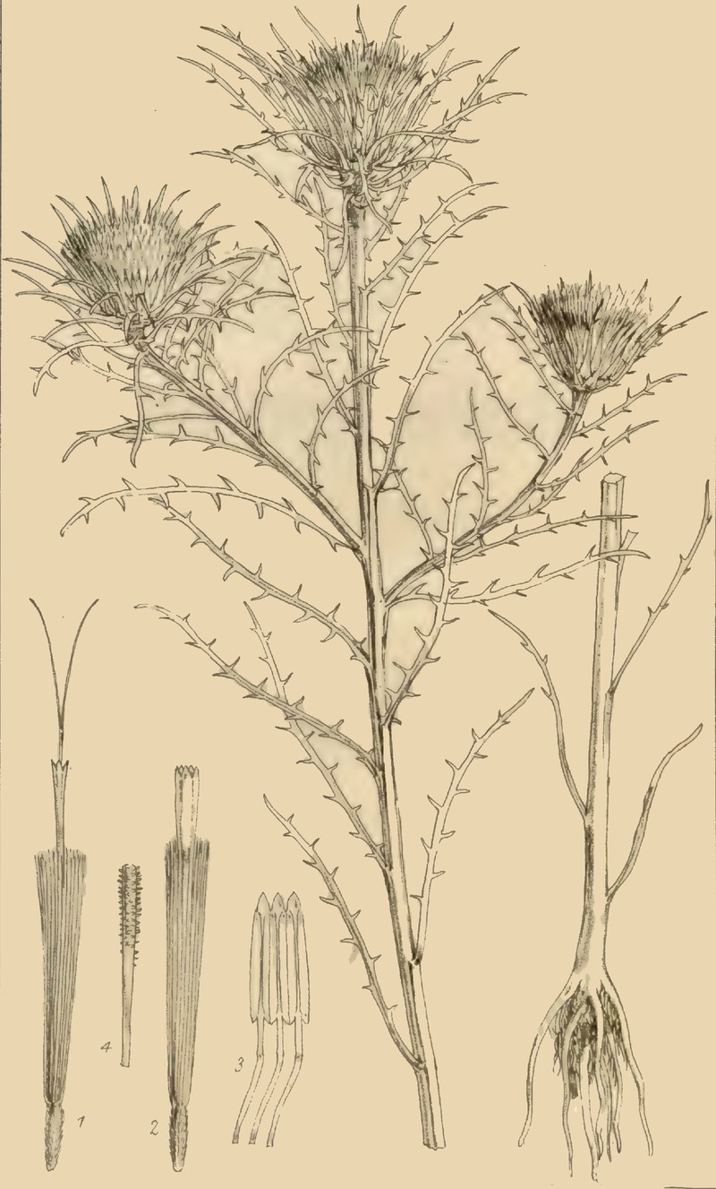 Adelostigma senegalensis