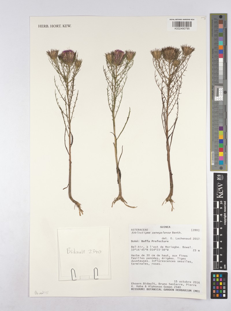 Adelostigma senegalensis photo 2