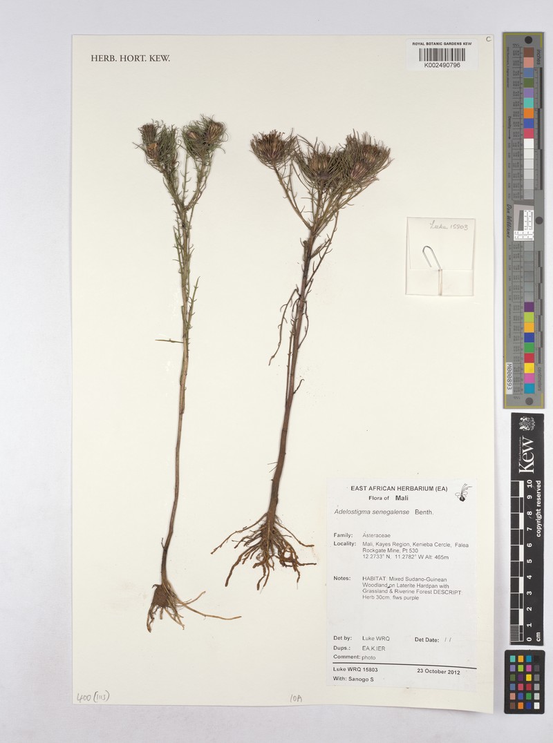 Adelostigma senegalensis photo 3