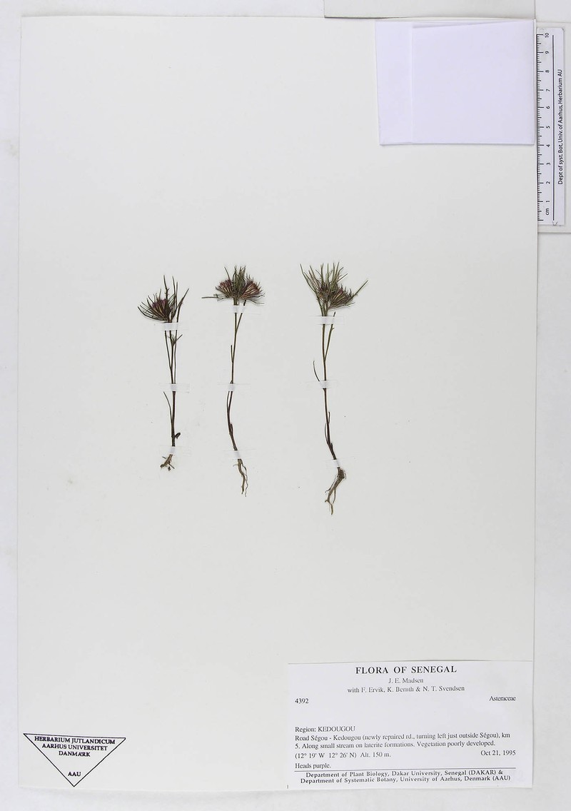 Adelostigma senegalensis photo 4