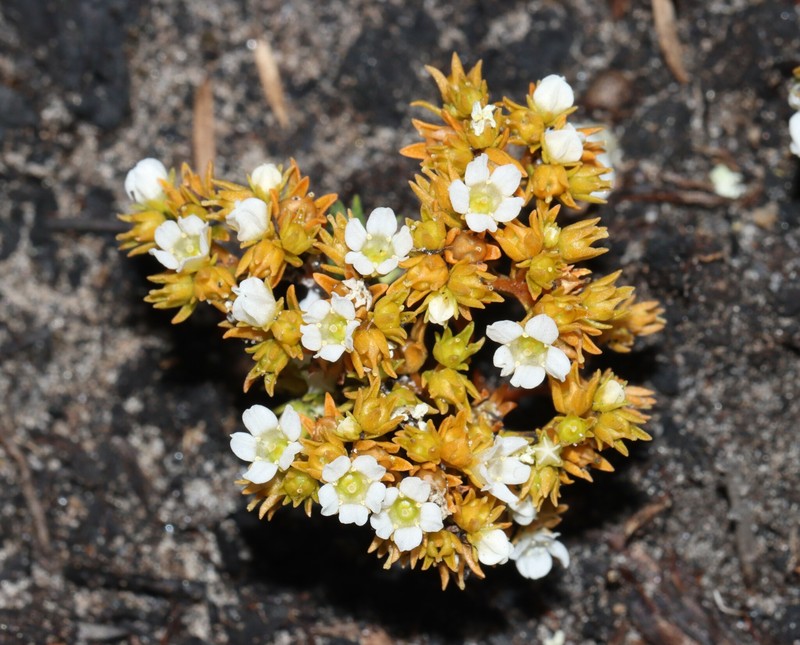 Adelphacme minima photo 3