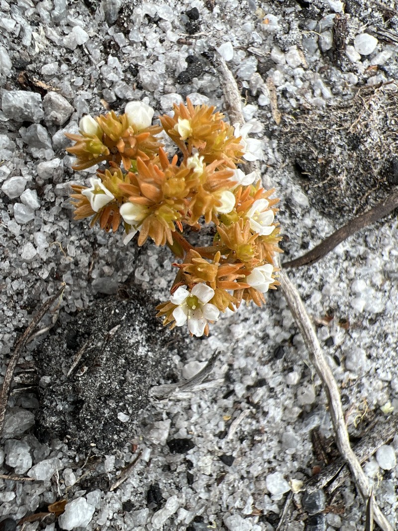 Adelphacme minima photo 4
